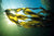Gland Candy - Omega 3 Lymphatic, Weight & Probiotic Immune Support * - Natura Petz Organics
 - 7