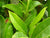 Super Model In A Bottle - Weight, Obesity & Slimming Support* - Natura Petz Organics
 - 5
