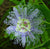 PASSION FLOWER - MOOD ANXIETY STRESS SEDATIVE & PAIN SUPPORT* - THE PETZ KITCHEN™