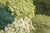 DAILY GREENS GLOW Multi-Vitamin & Multi-Mineral Support* Flavored Meal Topper for Dogs and Cats*